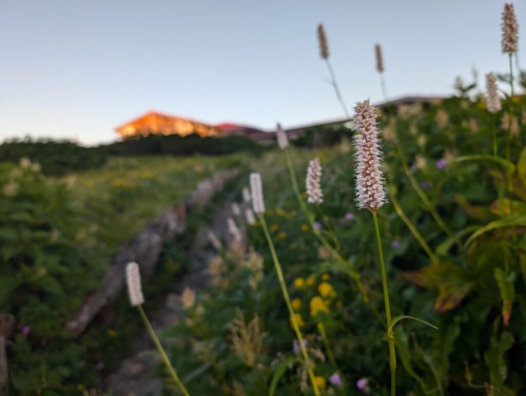 室堂お花畑