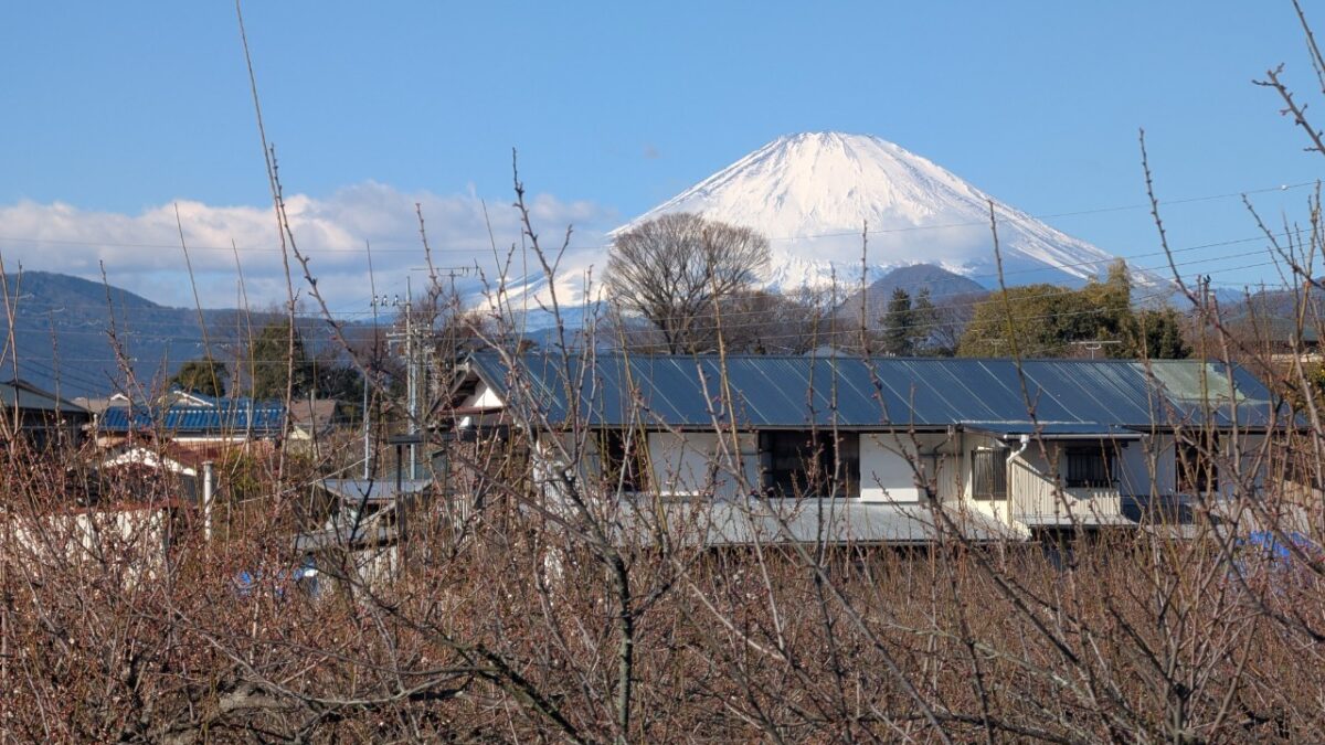 曽我丘陵から見る富士山